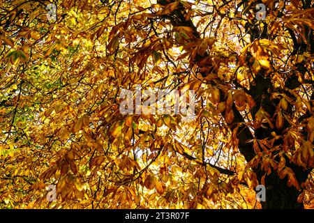 Die herbstlichen Blätter des Baumes Aesculus hippocastanum, der Rosskastanie, sind eine Art blühender Pflanze aus der Familie der Seifenbeeren und Litschis Sapindaceae Stockfoto