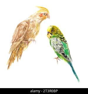 Zwei Papageien, ein Corella und ein Budgie. Aquarellabbildung isoliert auf weißem Hintergrund. Designelement für Grußkarten, Saftetiketten, Lebensmittelverpackungen Stockfoto