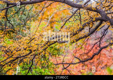 Schöner heller Herbstfarbenhintergrund in Austin, Texas Stockfoto