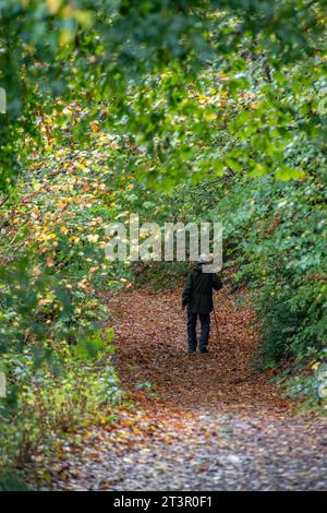 Älterer Rentner oder Mann, der in der farbenfrohen Herbstsaison auf einem Teppich aus Herbstlaub durch einen Waldweg durch einen Baumtunnel spaziert Stockfoto