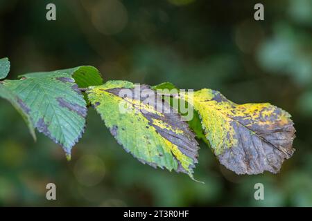 Nahaufnahme von Herbstblättern in wechselnden Grün- und Gelbtönen in der Herbstsaison. Stockfoto