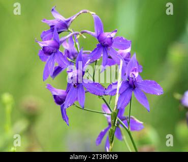 Consolidda regalis blüht auf dem Feld unter den Kulturen Stockfoto