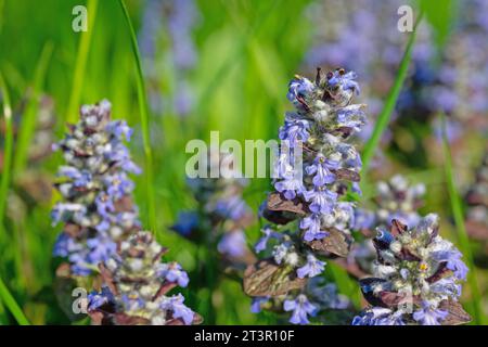 Rotblättrige Bugle, Ajuga reptans, Nahaufnahme Stockfoto