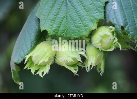 Früchte reifen am Zweig eines Haselnussbaums Stockfoto