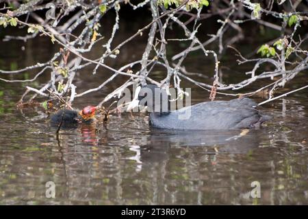 Ein erwachsener, gemeiner Huhn und ein Mädchen, das im Wasser schwimmt und sich ansieht Stockfoto