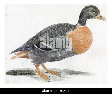 Stockente rechts, anonym, 1688 - 1698 Mallard, ein drake, rechts, Vintage graviert. Stockfoto