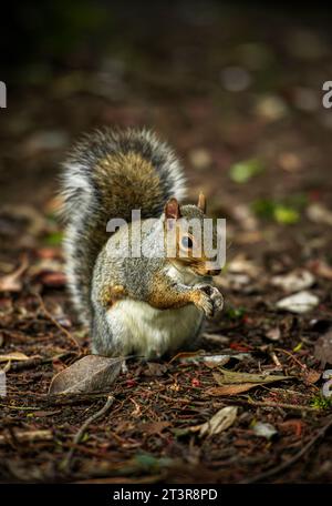 Umweltporträt eines fütternden Grauhörnchens (Sciurus carolinensis) in einem Park in Manchester, England, Großbritannien Stockfoto