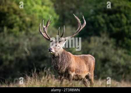 Rothirsch (Cervus elaphus) auf einem Feld im Tatton Park, Cheshire, England, Großbritannien Stockfoto