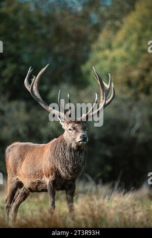 Rothirsch (Cervus elaphus) auf einem Feld im Tatton Park, Cheshire, England, Großbritannien Stockfoto