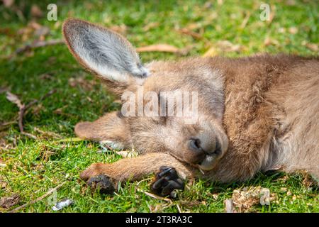 Nahaufnahme von Gesicht und Pfoten des schlafenden jungen ostgrauen Försters Känguru Stockfoto