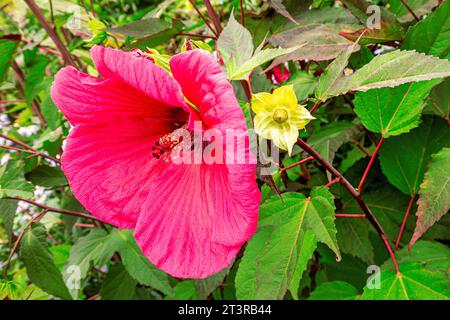 ROSE Malve Hibiscus moscheutos Planet Griotte (Tangri) Rose Malve in voller perfekter Blüte. Gartenbaugarten Surrey UK Stockfoto