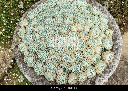 Echeverias Sukkulenten in einem dekorativen Steintopf als saftiger Garten, umgeben von Erigirons in der Nähe von roten Ziegelmauern und Steintreppen. Stockfoto