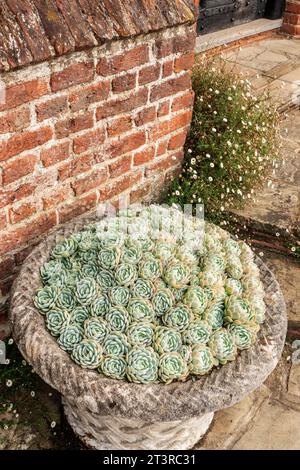 Echeverias Sukkulenten in einem dekorativen Steintopf als saftiger Garten, umgeben von Erigirons in der Nähe von roten Ziegelmauern und Steintreppen. Stockfoto