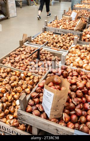 Tulpenlampen zum Verkauf per Tasche in einem britischen Gartencenter-Shop „Pink Impression“-Birnen, Darwin Hybrid Variety mit hellrosa Farbton wird tiefer in der Farbe. Stockfoto