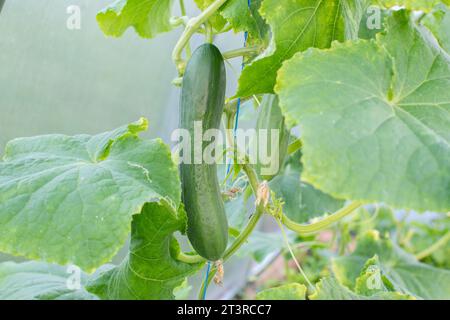 Gurke im Garten wächst in einem Gewächshaus im Garten. Frische Ernte. Stockfoto