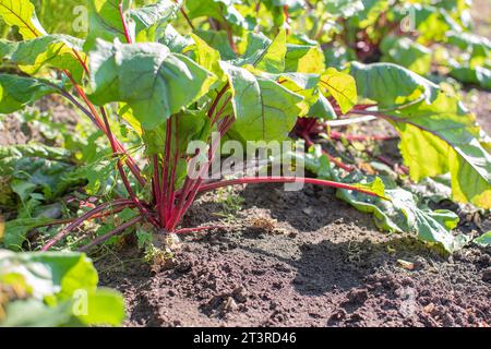 Die Rote Bete wächst an einem sonnigen Tag im Garten. Landwirtschaft. Stockfoto