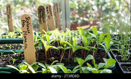 Scabiosa atropurpurea „Fata Morgana“ süßes, skabiöses Gewächshaus „herausstechen“ mit hölzernen Namensstreifen, horizontales Gewächshaus im Inneren Stockfoto