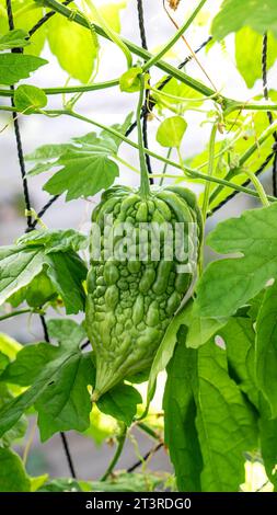 BITTERKÜRBIS Momordica charantia, auf Fadengarn-Spalier-Stütze im Holzgewächshaus. Gurke relativ. Gelb, wenn reifes essbares Gemüse. Stockfoto