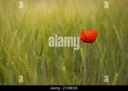 Schöner Mohn auf dem grünen Weizenfeld Stockfoto