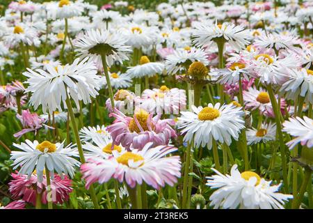 Blühende Gänseblümchen am Straßenkreisverkehr Stockfoto