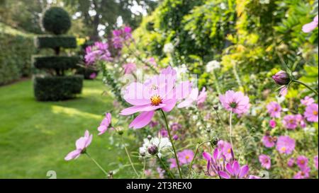 COSMOS Cosmos bipinnatus, Cosmos Flowers with Honigbiene schwebend, in formellem Surrey Garden mit Topiary UK Stockfoto