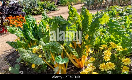 Swiss Chard hellgelbes, dunkelgrünes Blatt mit leuchtend gelben Stielen und Adern, mit Marigolds-Aluminia-Creme, im Surrey Kleingartengarten UK Stockfoto