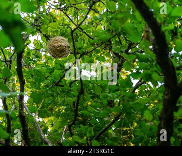 Wespe im Baum Stockfoto