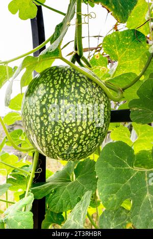 Feigenblatt Kürbis CUCURBITA FICIFOLIA essbare Gurkenverwandte Stockfoto