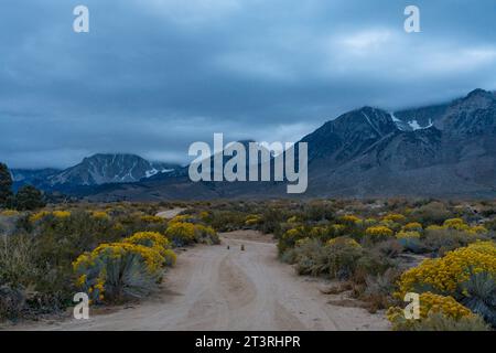 Bewölkter Morgen in den Buttermilks, am Fuße der Sierra Nevada Mountains in Bishop California. Herbstfarben und schneebedeckte Berge mit La Stockfoto