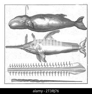 Pottwal und Sägefisch, Johannes van der Spyck, 1736 - 1761 von oben nach unten Pottwal, Sägefisch, Oberkiefer oder Sägefisch eines Sägefisches und Th Stockfoto