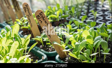 GREENHOUSE PRICKING OUT Scabiosa atropurpurea „Blue Cushion“ Scabious „Blue Cushion Pricking OUT, mit Kennzeichnungsetiketten in der Schale im sonnigen Gewächshaus Surrey UK Stockfoto