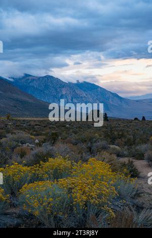 Bewölkter Morgen in den Buttermilks, am Fuße der Sierra Nevada Mountains in Bishop California. Herbstfarben und schneebedeckte Berge mit La Stockfoto