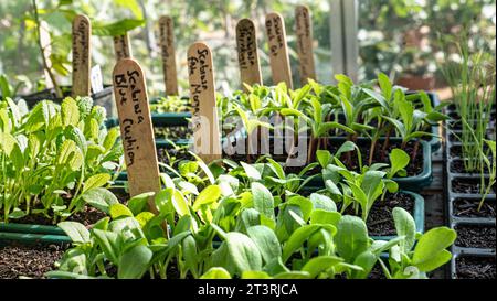 Scabiosa atropurpurea „Blue Cushion“ Scabious „Blue Cushion herausstechen, mit Kennzeichnungsetiketten in der Schale im sonnigen Gewächshaus Surrey UK Stockfoto