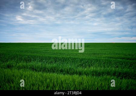 grünen Bereich der Weizen im Frühjahr Stockfoto