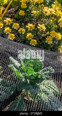 Kohl Januar King, unter Anti-Käfer-Umweltnetz, mit Marigolds (Tagetes) hinter einem sonnigen Schreberggarten. Der Königskohl ist eine Sorte mit mittlerer Morphologie zwischen Savoyenkohl und Weißkohl. Sie ist in Frankreich als Chou de Milan de Pontoise bekannt. Der „Jänner King“-Kohl ist ein Wintergemüse, das seit 1867 in England angebaut wird Stockfoto