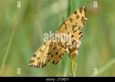 Schöne issoria lathonia sammelt Pollen von den Blumen Stockfoto