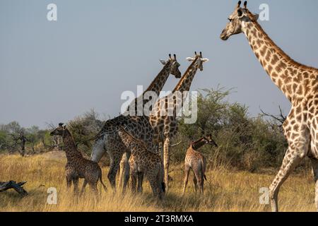 Giraffen (Giraffa camelopardalis) und Kälber, Okavango Delta, Botswana. Stockfoto