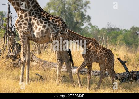 Giraffen (Giraffa camelopardalis) und Kälber, Okavango Delta, Botswana. Stockfoto