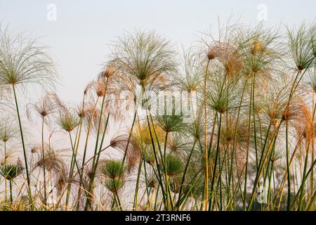 Papyrus (Papyrus sp), Okavango Delta, Botsuana. Stockfoto