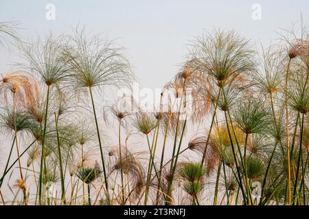 Papyrus (Papyrus sp), Okavango Delta, Botsuana. Stockfoto