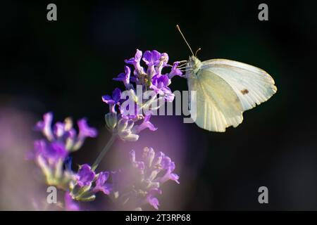 Schmetterling sammelt Pollen in Lavendel Stockfoto