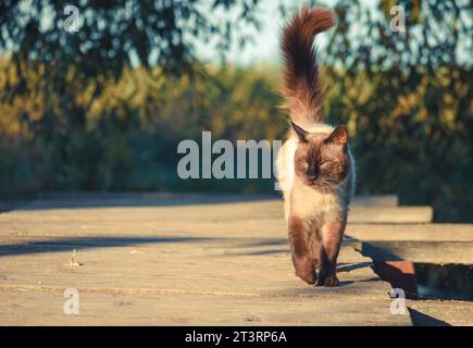 Fotos von schönen Katzen im Garten 27 Stockfoto