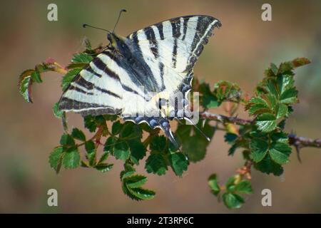 Schöne issoria lathonia sammelt Pollen von den Blumen Stockfoto