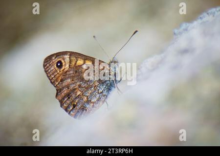 Schöne issoria lathonia sammelt Pollen von den Blumen Stockfoto