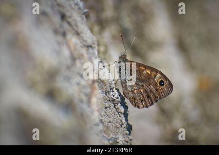 Schöne issoria lathonia sammelt Pollen von den Blumen Stockfoto