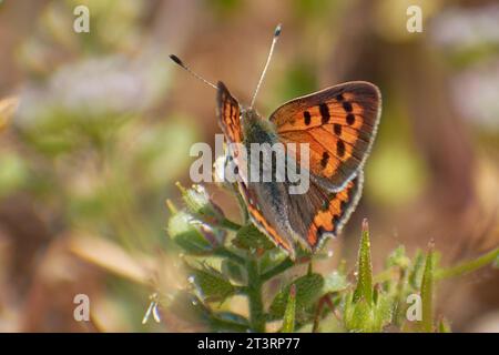 Schöne issoria lathonia sammelt Pollen von den Blumen Stockfoto