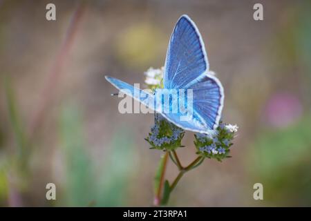 Schöne issoria lathonia sammelt Pollen von den Blumen Stockfoto