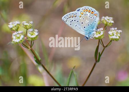 Schöne issoria lathonia sammelt Pollen von den Blumen Stockfoto