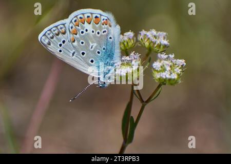 Schöne issoria lathonia sammelt Pollen von den Blumen Stockfoto