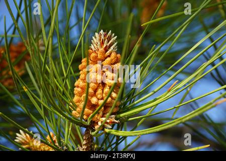 Ein junger Kegel in Blüte auf einem Pinus Pinaster Baum zwischen Kiefernnadeln Stockfoto
